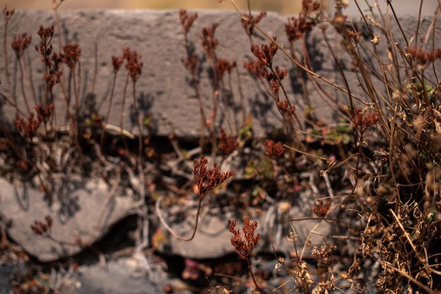 Photo close-up of plants