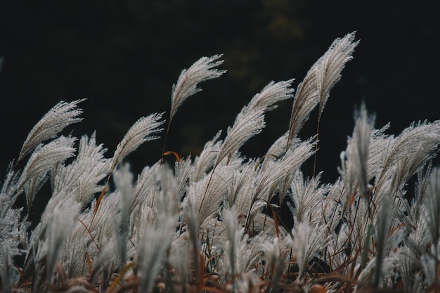 Photo close-up of plants