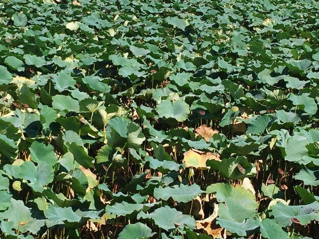 Close-up of plants