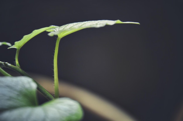 Photo close-up of plants