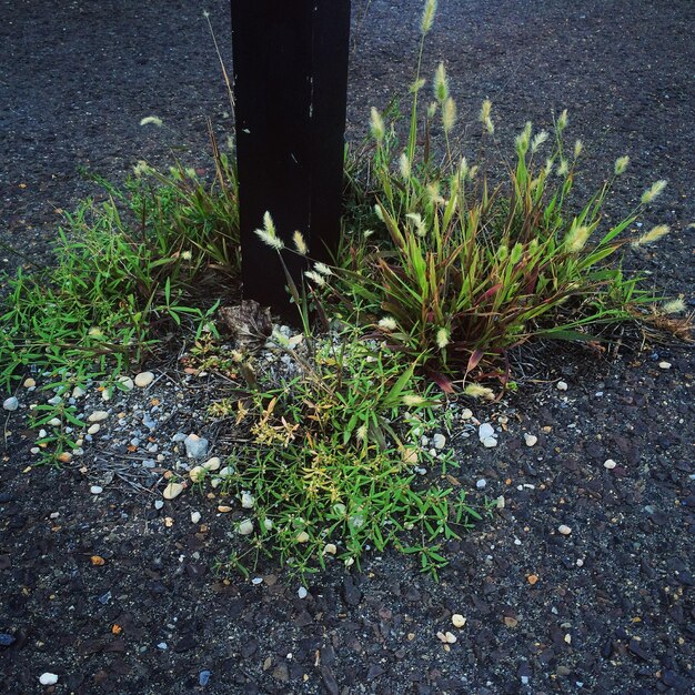 Close-up of plants