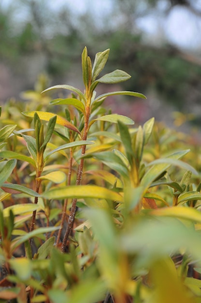 Photo close-up of plants