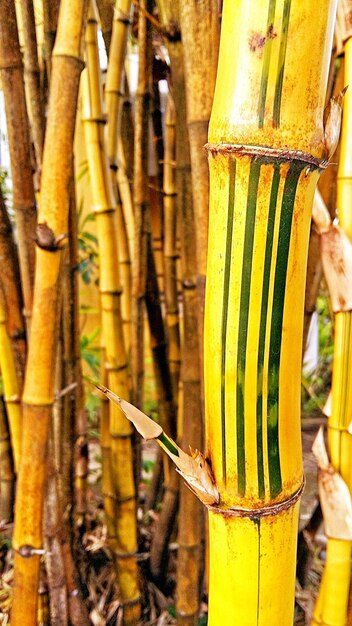 Close-up of plants