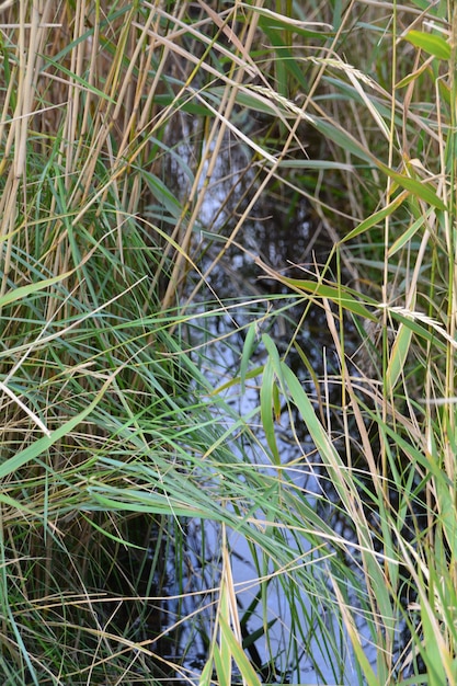 Photo close-up of plants