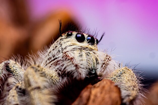 Фото Крупный план паука-скакуна platycryptus undatus. макрофото насекомых и животных