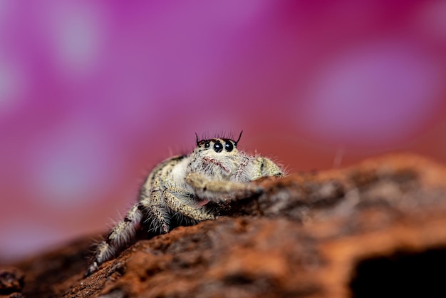 Close-up Platycryptus undatus springende spin. macro foto van insect en dier