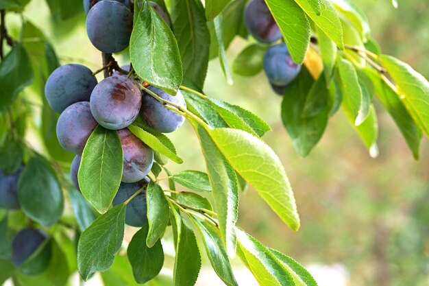 Close up of the plums ripe on branch. Ripe plums on a tree branch in the orchard. View of fresh organic fruits with green leaves on plum tree branch in the fruit garden.