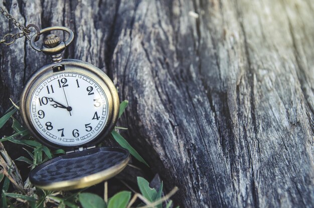 Close-up of pocket watch by tree trunk