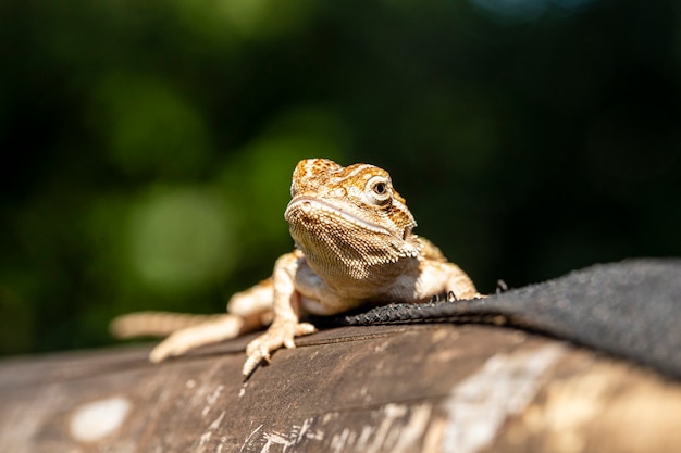 Close up on pogona sunbathing