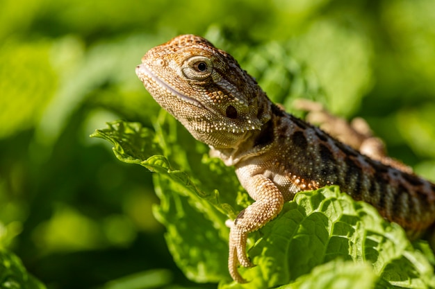 Close up on pogona sunbathing