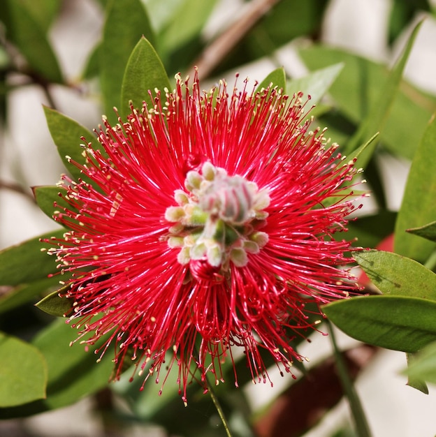 Photo close-up of pohutukawa blooming at amstelpark