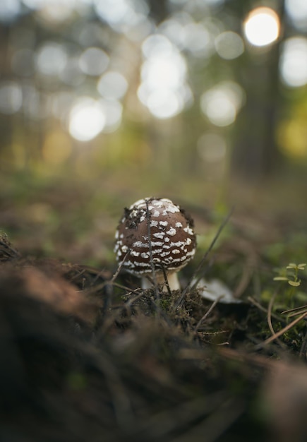 Close up of poison forest mushroom