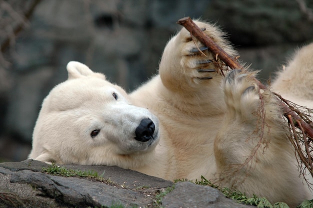 close-up of polar bear lying on rock