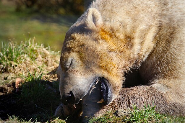 Foto prossimo piano dell'orso polare