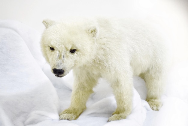 close-up of polar bear