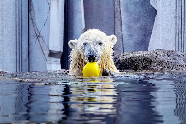 Foto prossimo piano di un orso polare