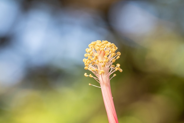 Foto chiuda sul polline fiore dell'ibisco fioritura del fiore dell'ibisco nel giardino