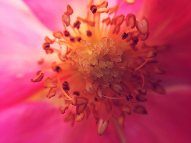 Photo close-up of pollen on pink flower