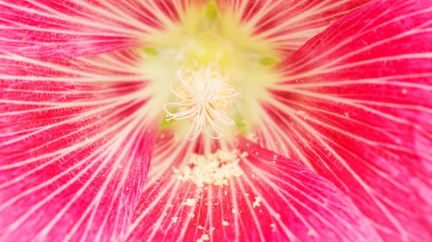 Photo close up of a pollen of pink hollyhocks flower.