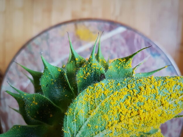 Close-up of pollen on plant