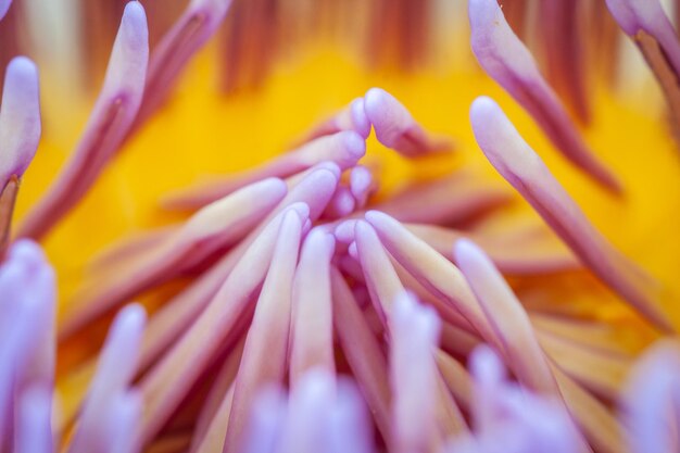 Close-up of pollen purple water lily flower