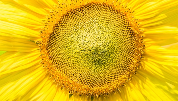 晴れた日の背景に花粉ひまわりをクローズアップ