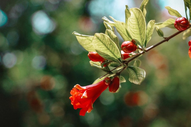 Photo close-up of pomegranate bloom on plant