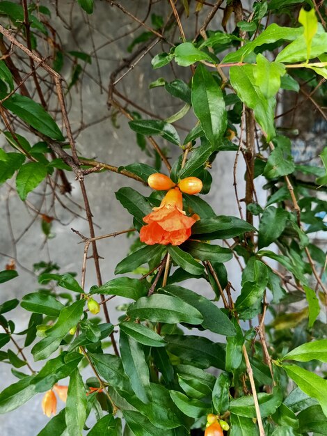 Photo close up of pomegranate plant