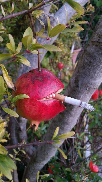 Крупный план курения гранатового яблока
