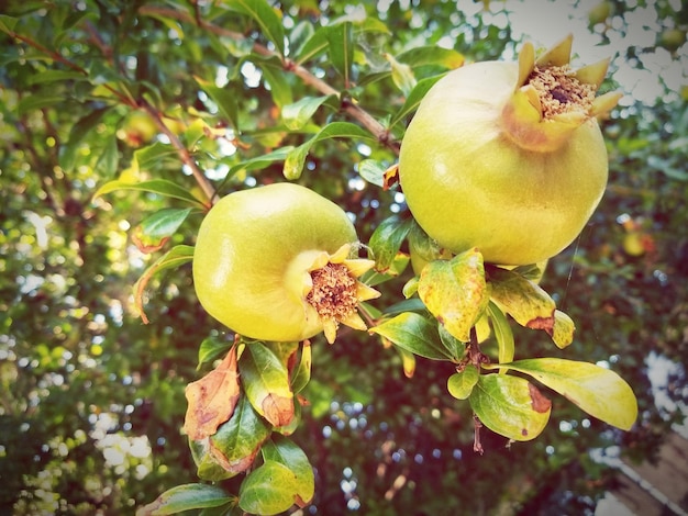 Close-up of pomegranates growing on tree