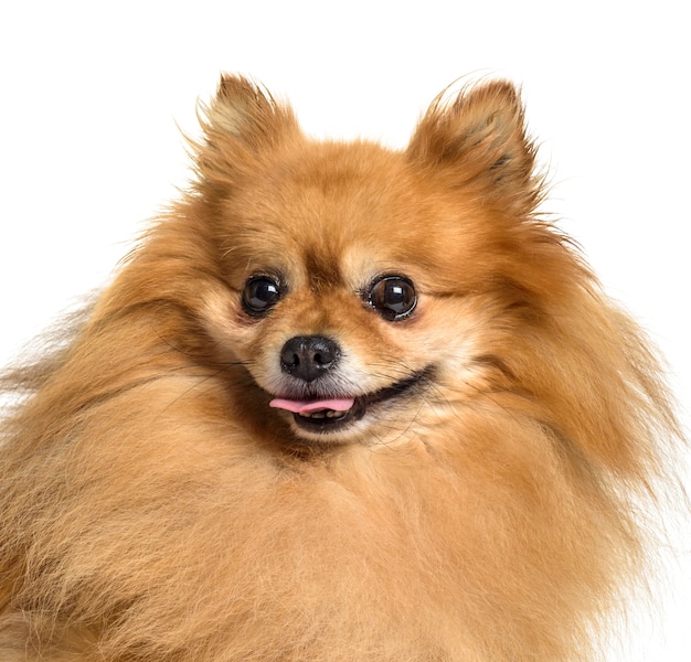 Pomeranian 개 헥 헥의 클로즈업