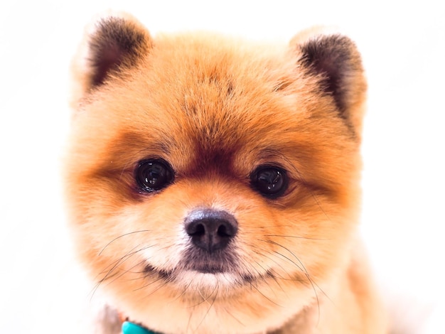 close-up Pommeren hond