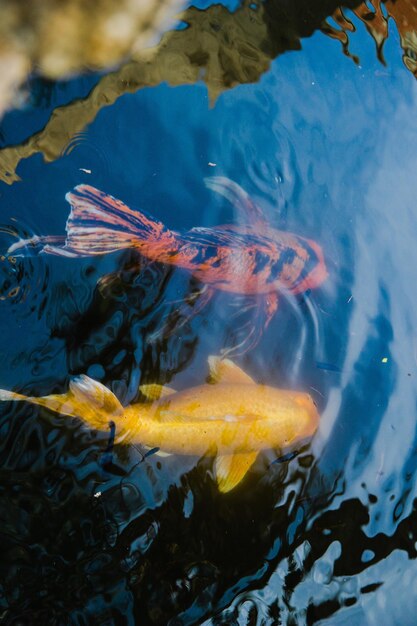 Close-up of pond in pond