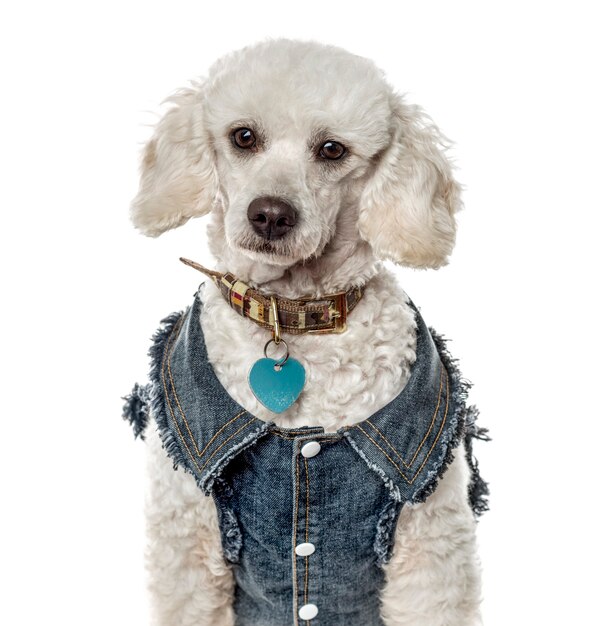 Close-up of a poodle with a jeans jacket, isolated on white