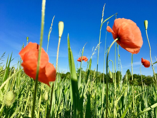 Close-up of poppies blooming on field against sky