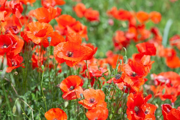 Close up on poppies flower blossom in nature