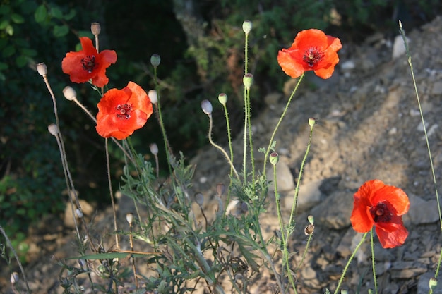 Photo close-up of poppy blooming outdoors