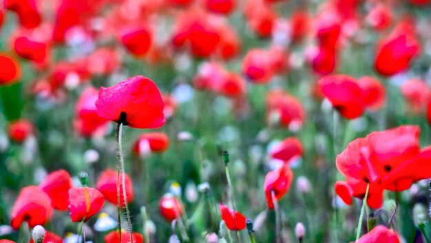 Close-up of poppy blooming outdoors