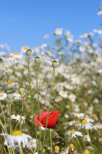 Close-up of poppy on field against sky