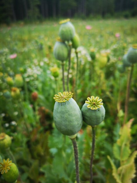 Close-up of poppy on field