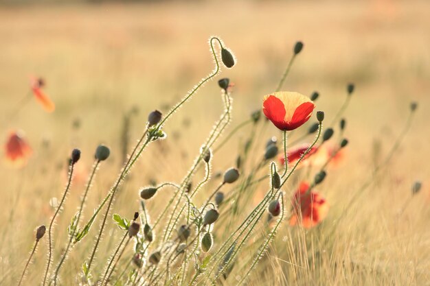 Close-up of poppy on field