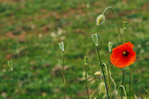 Photo close-up of poppy on field