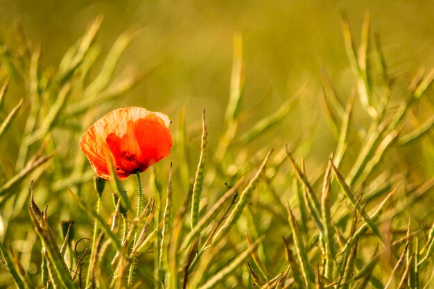 Close-up of poppy on field