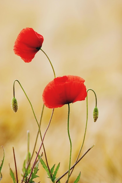 Foto close-up di fiori di papavero su uno sfondo sfocato