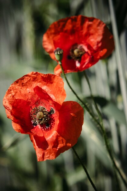 Close-up of poppy flowers blooming on field