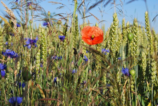 Close-up of poppy flowers blooming in field