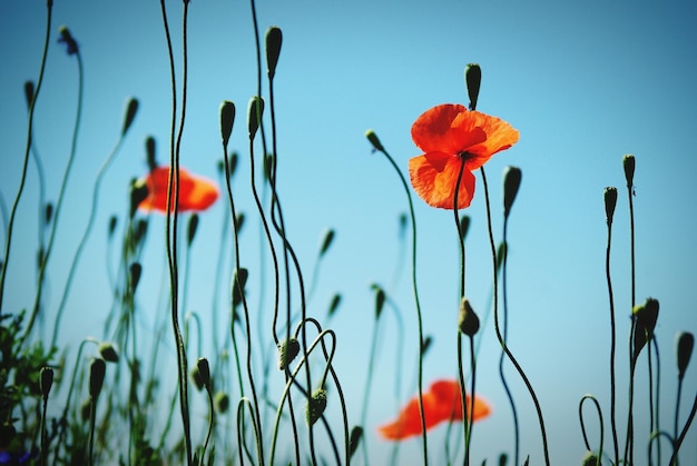 Close-up of poppy flowers blooming outdoors