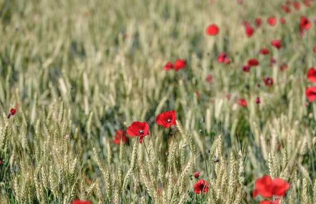 Photo close-up of poppy flowers in field