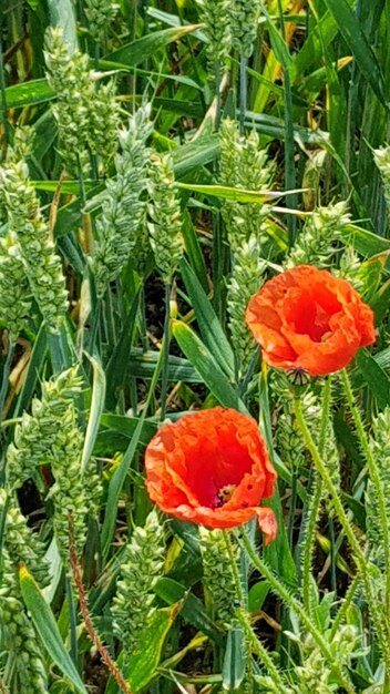 Photo close-up of poppy flowers growing in field