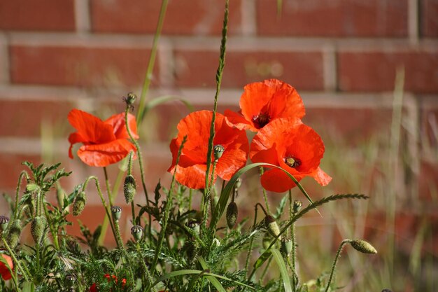 Foto prossimo piano dei fiori di papavero